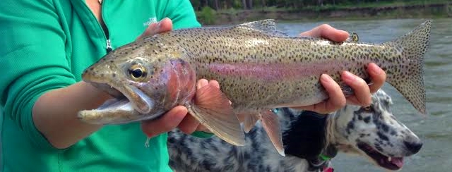 Blackfoot River Fishing Report